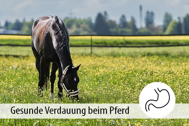 Richtig füttern, richtig verdauen: Alles was Du über den Verdauungstrakt Deines Pferdes und die Funktion von Pro- und Präbiotika wissen musst - Tipps von Experten: Die Verdauung des Pferdes und der Einsatz von Pro- und Präbiotika in der Pferdefütterung