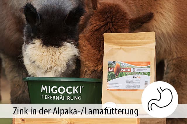 Zink für gesunde Alpakas und Lamas: Ratgeber mit Tipps zur Fütterung - Zink für Alpakas und Lamas: Tipps gegen Zinkmangel