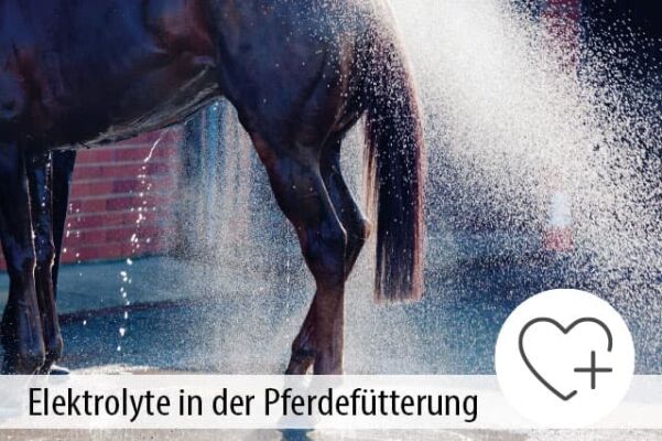 Elektrolyte in der Pferdefütterung - Elektrolyte für Pferde: Dein Futterratgeber