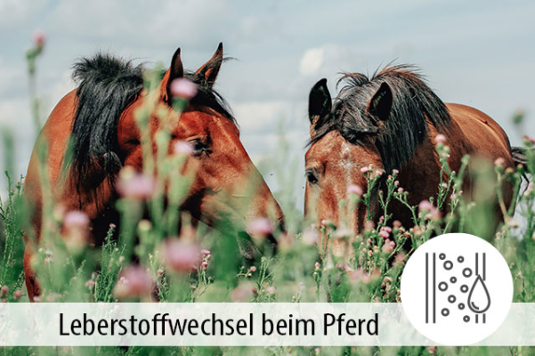 Der Leberstoffwechsel bei Pferden - Der Leberstoffwechsel bei Pferden - MIGOCKI Tierernährung