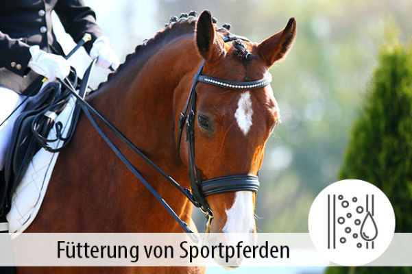 Die Fütterung von Sportpferden - Die Fütterung von Sportpferden - MIGOCKI Tierernährung