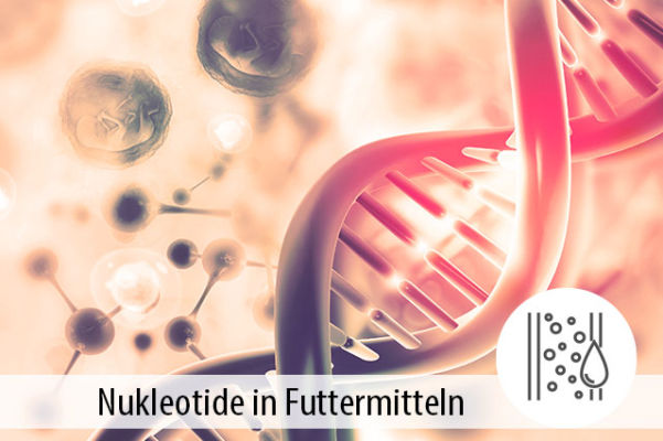 Nukleotide in der Fütterung - Baustein für ein starkes Immunsystem - Nukleotide in der Fütterung - MIGOCKI Tierernährung