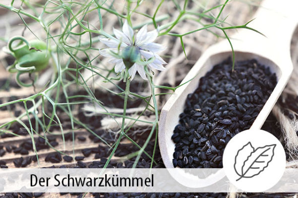Der Schwarzkümmel - Schwarzkümmel in der Tierernährung - MIGOCKI
