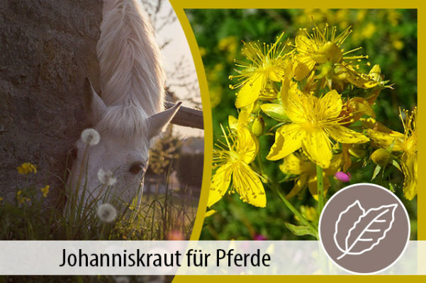 Johanniskraut - ein Kraut gegen Unruhe und für mehr Gelassenheit bei Pferden? - Johanniskraut für Pferde - Wann kann man es füttern?