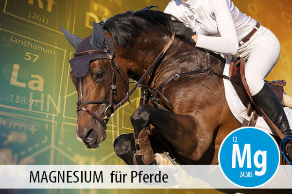 MAGNESIUM für Pferde: der Mineralstoff für Muskulatur und Gelassenheit - Magnesium für Pferde - der Mineralstoff für Muskulatur und Gelassenheit