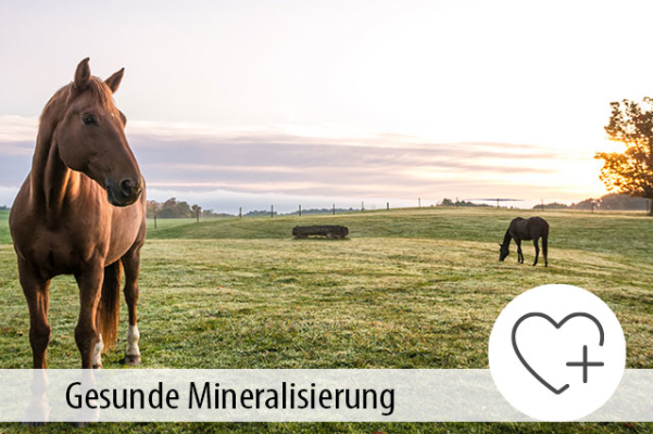 Die gesunde Mineralisierung von Pferden - Die gesunde Mineralisierung von Pferden - MIGOCKI Tierernährung
