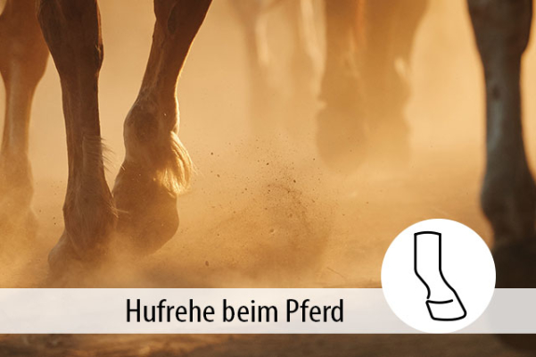 Hufrehe beim Pferd: Symptome erkennen, richtig behandeln - Hufrehe beim Pferd: Infos zu Huflederhautentzündung