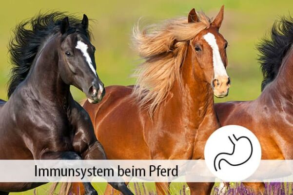 Immunsystem beim Pferd: So stärkst Du die Abwehrkräfte  - Das Immunsystem eines Pferdes: Das solltest Du wissen