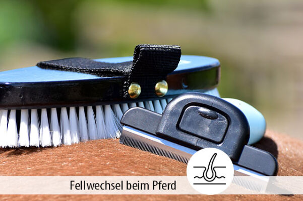 Fellwechsel beim Pferd unterstützen: mit Pflege und Zusatzfutter - Fellwechsel bei Pferden: So kannst Du gezielt unterstützen