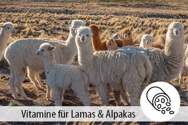 Vitamine für Lamas und Alpakas – warum sie in der Fütterung eine entscheidende Rolle spielen - 