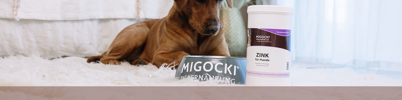MIGOCKI Zink für Hunde Produkt mit Futternapf und Hund im...
