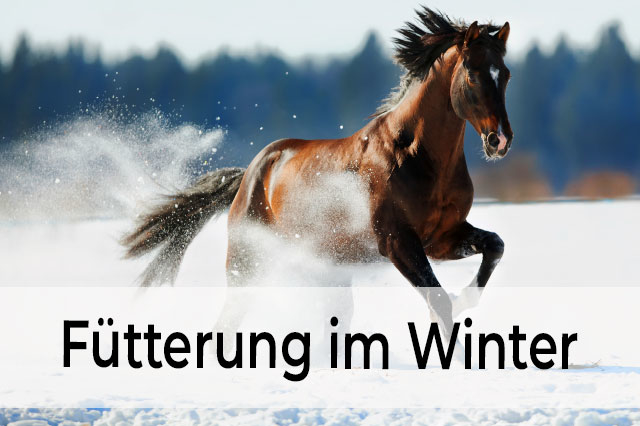 Pferdefutter Winter Migocki