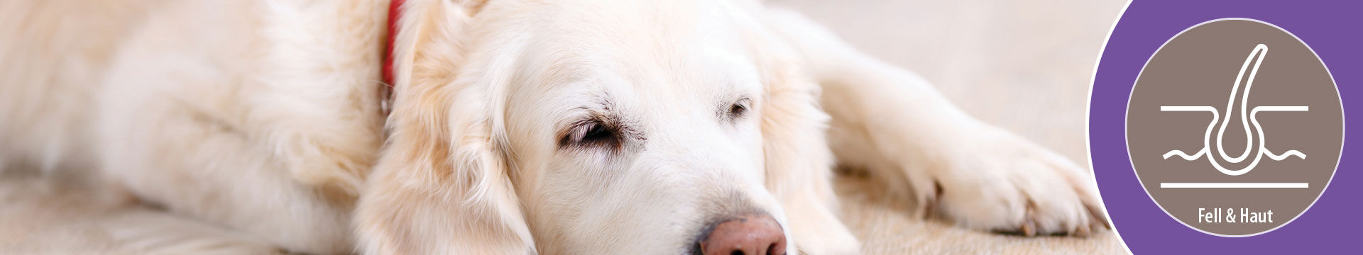 MIGOCKI Hundefutter Nahrungsergänzung Fell und Haut