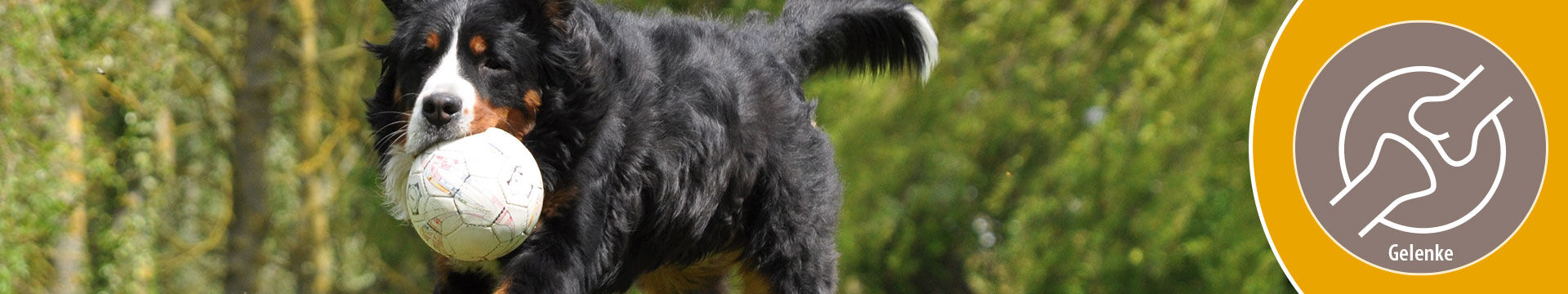 MIGOCKI Hundefutter Gelenke