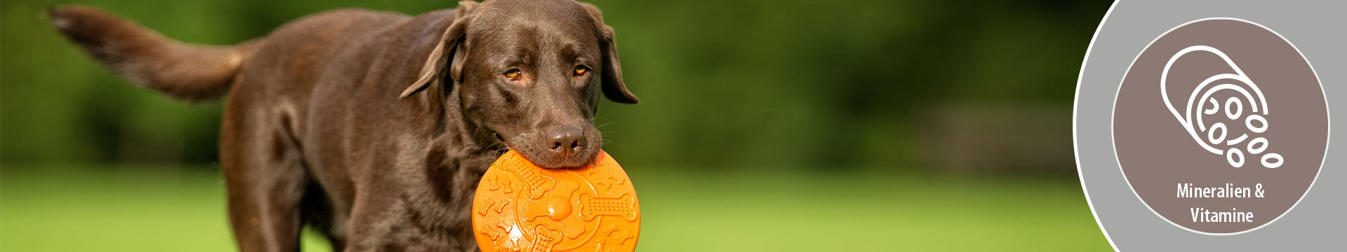 MIGOCKI Hundefutter Mineralien und Vitamine