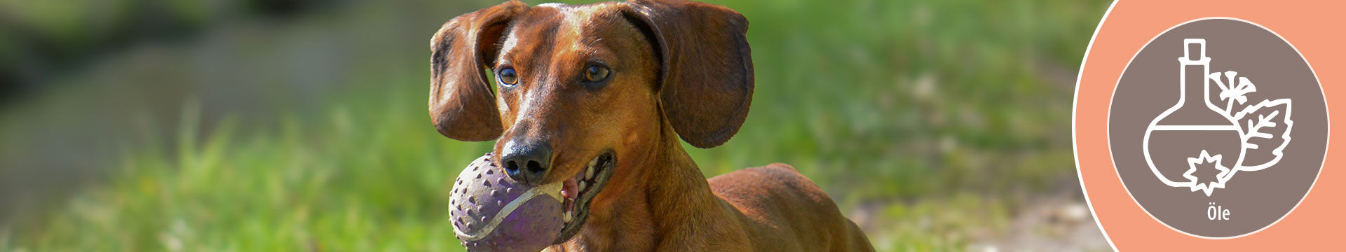 Sitzender Hund und Hundefutter mit Icon Oele Flocken und...