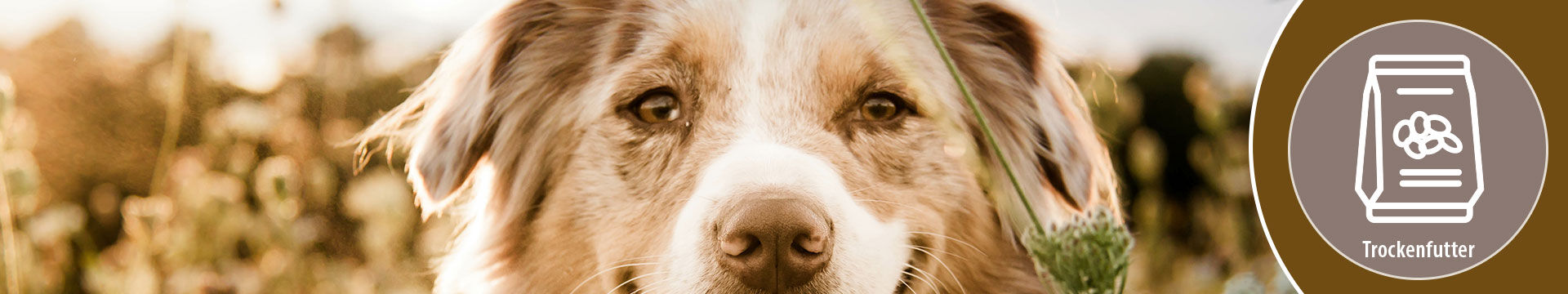 MIGOCKI Trockenfutter für Hunde