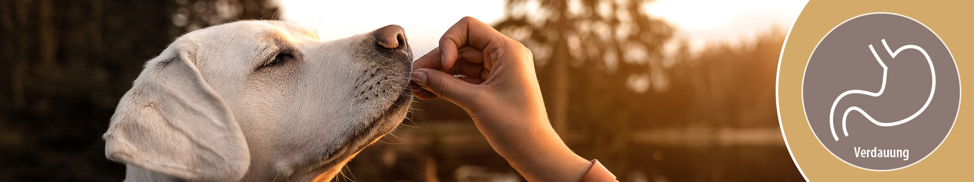 MIGOCKI Hundefutter Magen-Darm