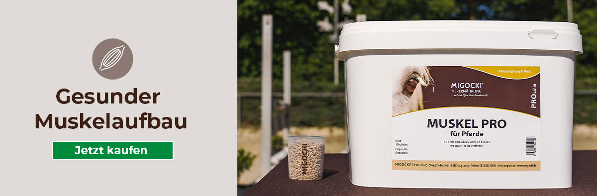 Zusatzfutter Muskelaufbau Pferd