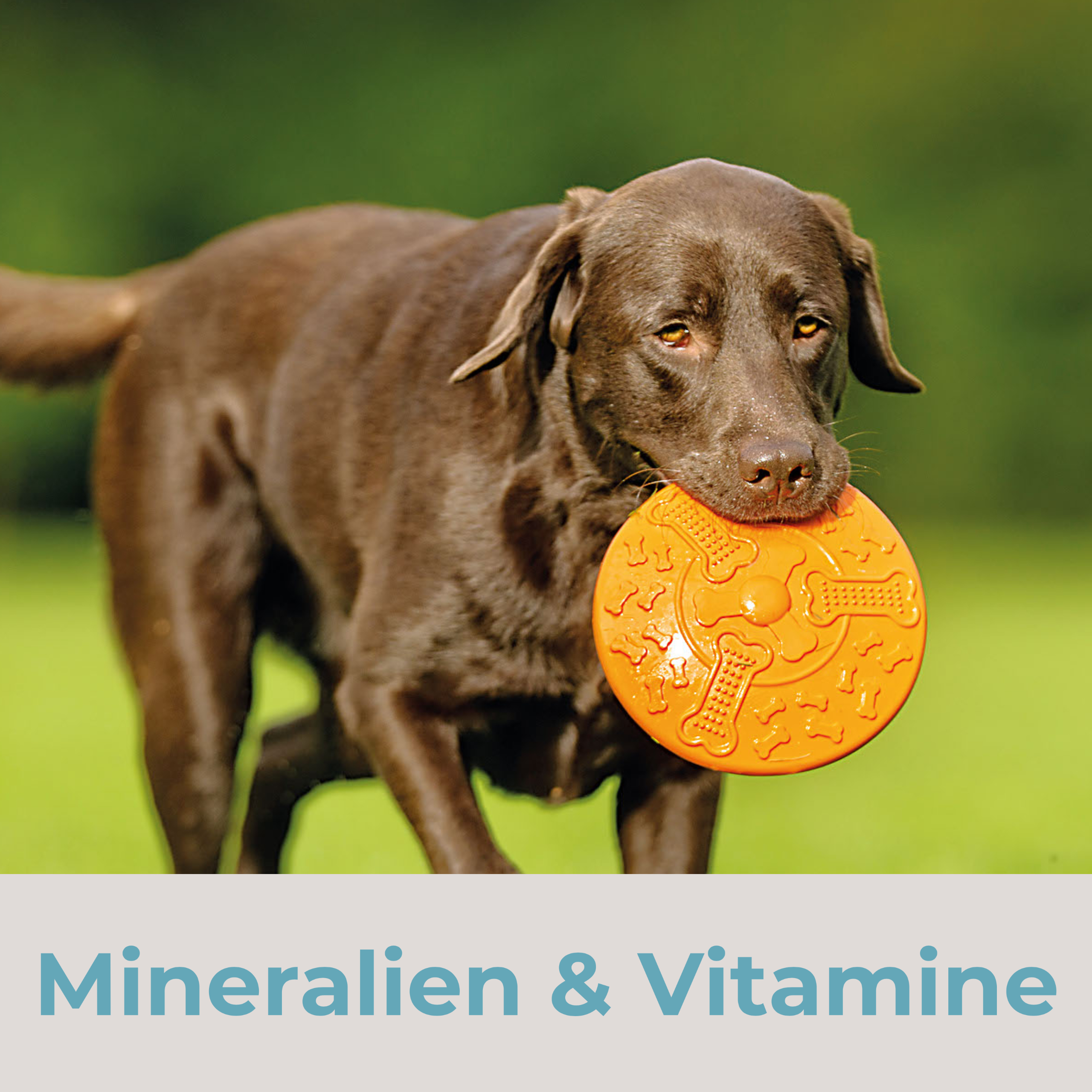 Kategorie Mineralien und Vitamine Hund