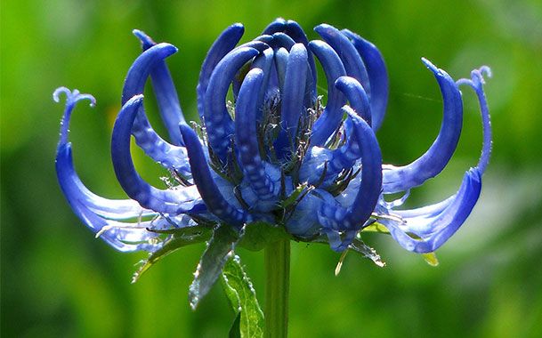 Pflanzenkunde Teufelskralle für Pferde