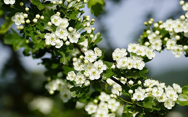 Pflanzenkunde Weisdorn Kräuter für Pferde