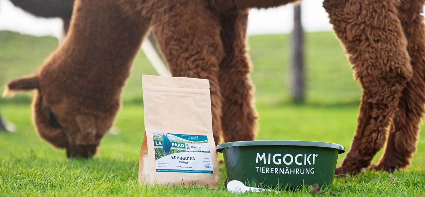 Echinacea Kräuter-Pellets für Alpakas und Lamas