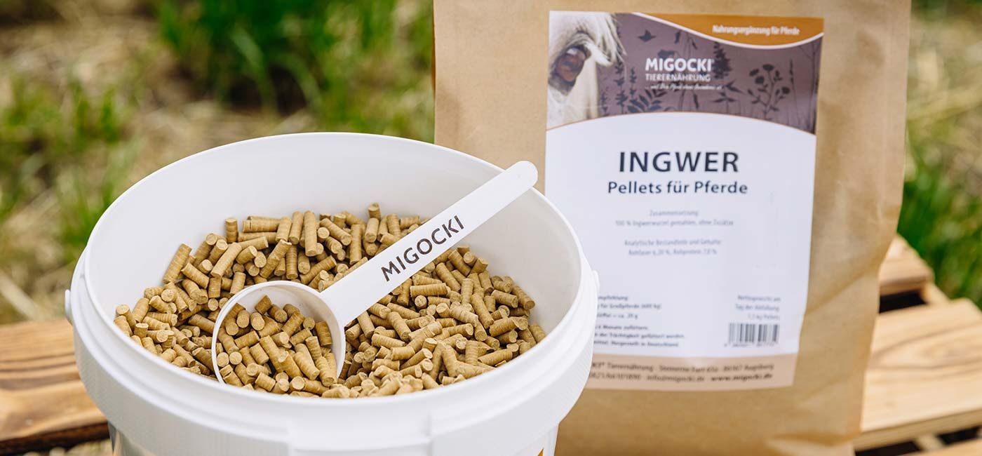 Ingwer für Pferde