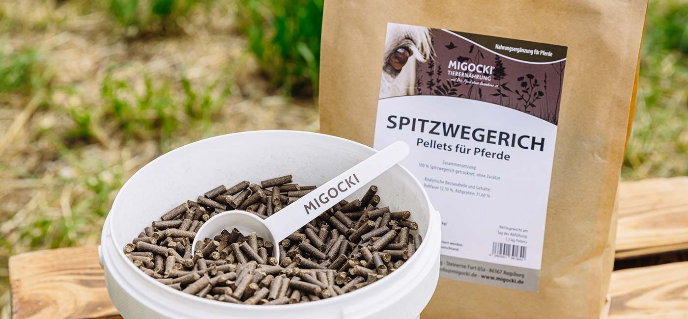 Spitzwegerich für Pferde