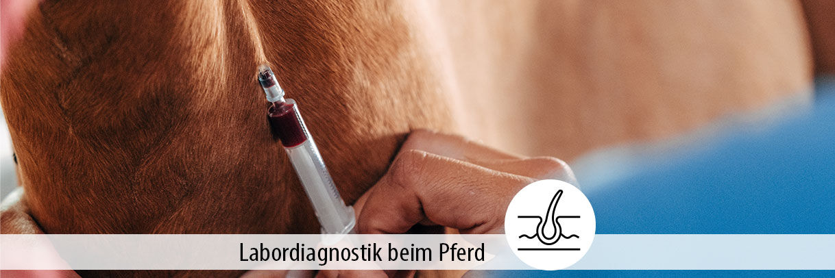 Alles, was Du zum Thema Nährstoffmangel bei Pferden...