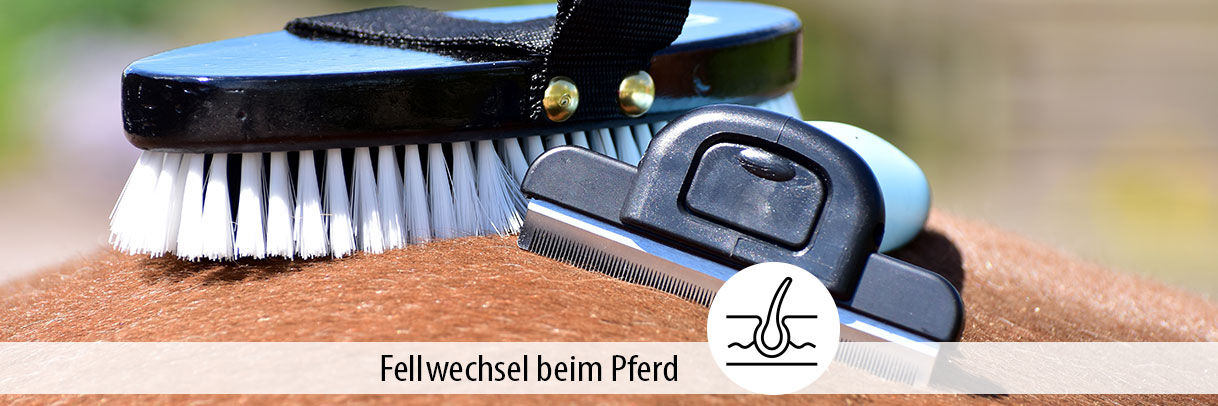 Alles, was Du zum Thema Fellwechsel bei Pferden wissen musst
