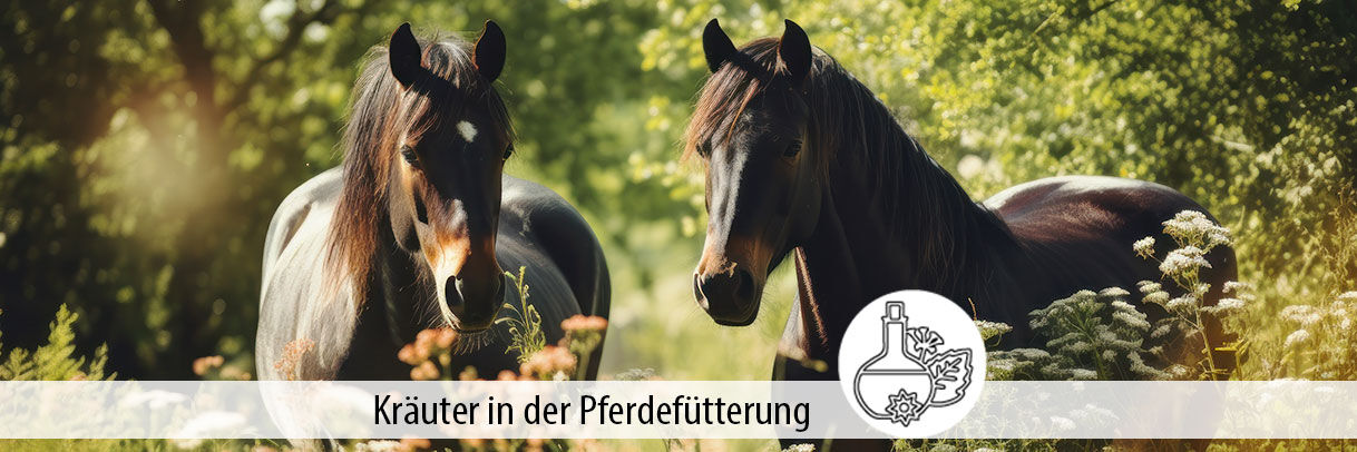 Der komplette Ratgeber für Kräuter in der Pferdefütterung