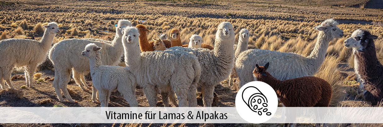 Vitamine für Alpakas und Lamas