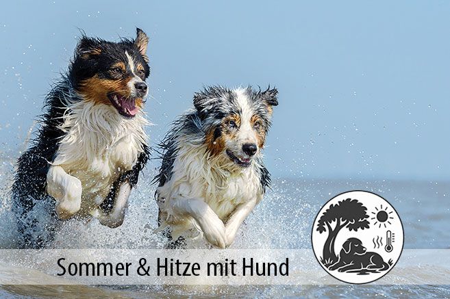 Ratgeber Sommer und Hitze mit Hund