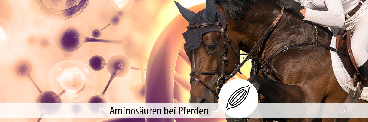 Aminosäuren für Pferde: Welche Rolle sie spielen, in...