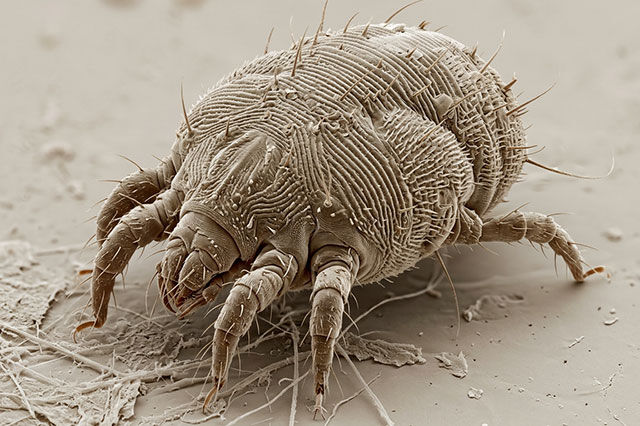 Räudemilben bei Alpakas und Lamas