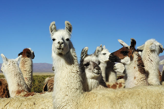 Lamafütterung mit Vitaminen und Minerlien