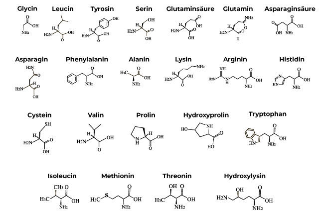 Aminosäuren für das Pferd: Diese Aminosäuren gibt es