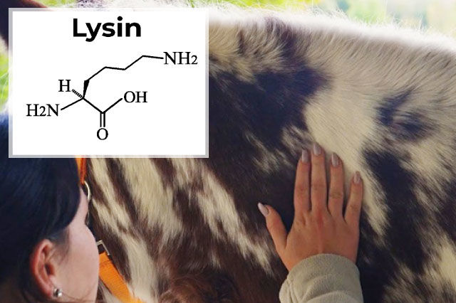 Aminosäure Lysin für das Pferd: Wichtig für eine gesunde Pferde-Haut
