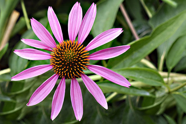 Spezielle Futterkräuter für das Wohlbefinden von Pferden