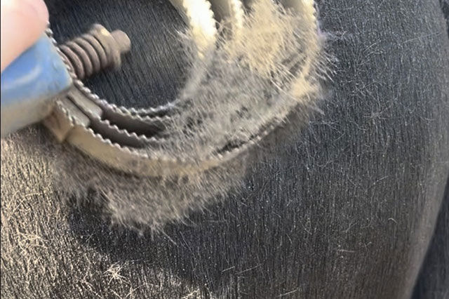 Kräuter im Pferdefutter können den Fellwechsel unterstützen