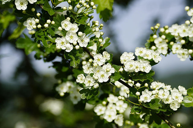 Positive Effekte von Kräutern im Pferdefutter auf das Herz-Kreislauf-System mit Weissdorn