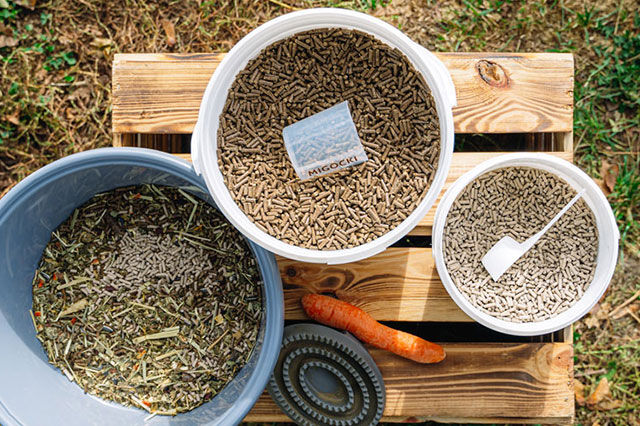 Das sollte bei der Kräuterfütterung von Pferden beachtet werden