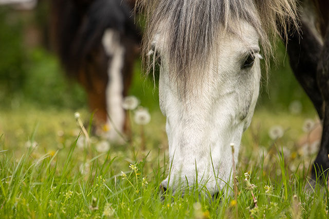 Die instinktive Verbindugn zwischen Pferden und Kräuterfutter