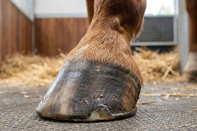 So zeigen sich Nährstoffmängel an den Pferde-Hufen