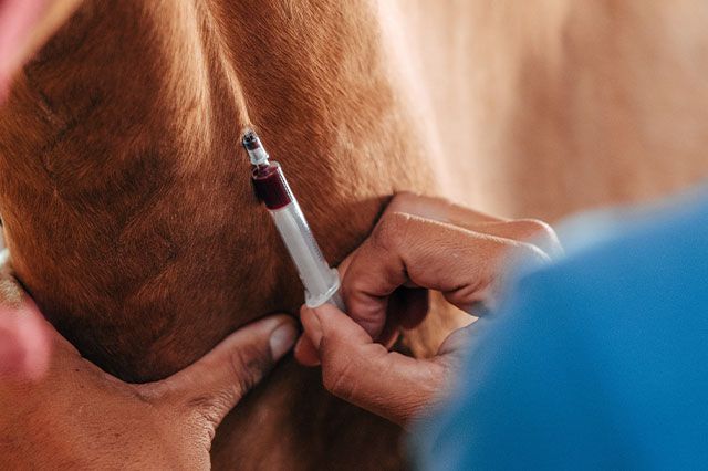 So kann Labordiagnostik Nährstoffmängel bei Pferden feststellen