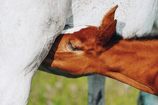 Welche Fütterung ist in der Zucht von Pferden ideal für das Fohlen?