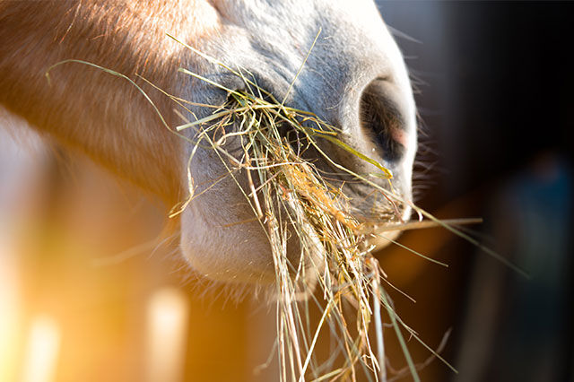 Die Fütterung von Zuchtstuten