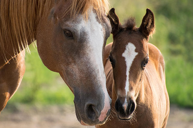 Welche Bereiche der Pferdezucht umfassen die gesetzlichen Vorgaben?