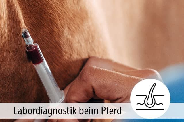 Ratgeber Nährstoffmangel beim Pferd Labordiagnostik